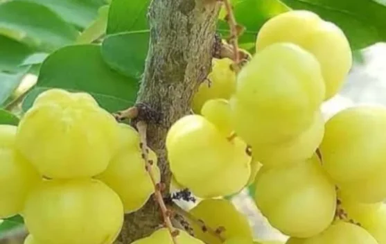 Cereme, Sebutan Buah Kecil yang Langka