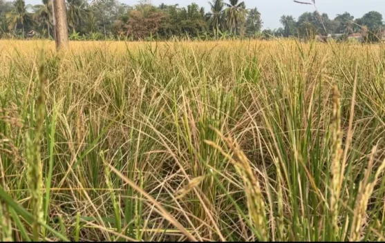 Puluhan Hektar Sawah di Ciranjang Cianjur Gagal Panen