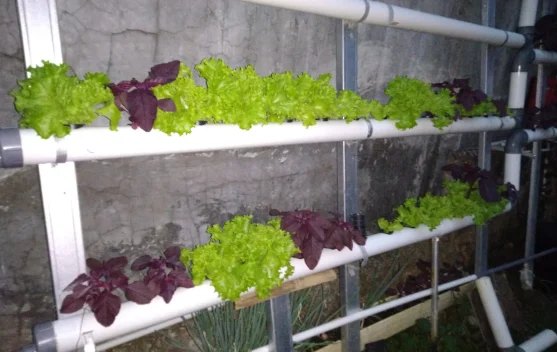 Urban Gardening, Hobi Berkebun yang Menyehatkan dan Ramah Lingkungan