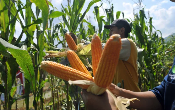 Sektor yang Terdampak El Nino 2026: Pertanian Rentan, Perikanan Bisa Diuntungkan