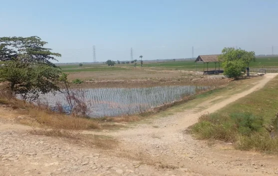 Tagana, Intrusi Air Laut, Penyebabnya Tanggul Jebol akibat Banjir Februari Lalu