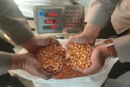 Bulog Pastikan Stok Jagung Sulsel Aman, SPHP Capai 6.136 Ton