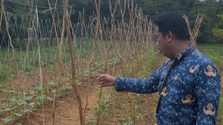 PMD Kalsel Kembangkan Kebun Tanaman Pangan di Lahan Kantor