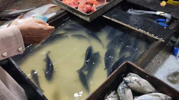 Awal Ramadan Harga Ikan Nila Mulai Merangkak Naik