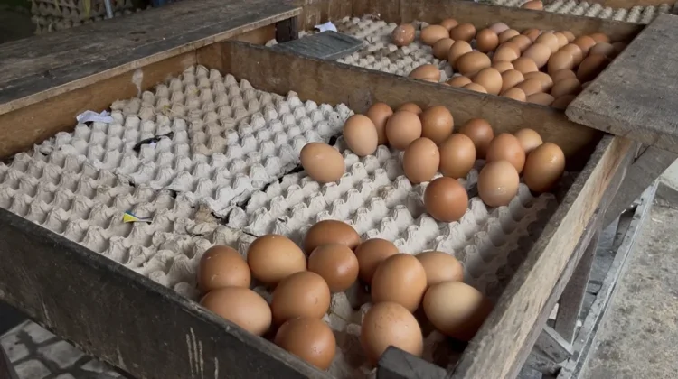 Harga Telur Ayam Masih Mengalami Kenaikan, Stok Persediaan Mulai Kosong