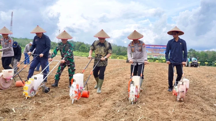 Dukung Swasembada Pangan, Balangan Siapkan 64 Hektare Lahan Tanam Jagung