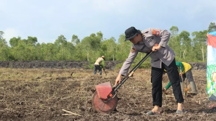 Kuartal I 2026 Polresta Banjarmasin Kembali Tanam Jagung di Rawa