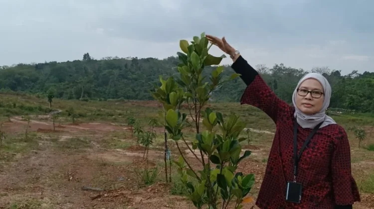 Program REDD+ Pemprov Kalsel Tumbuh Baik