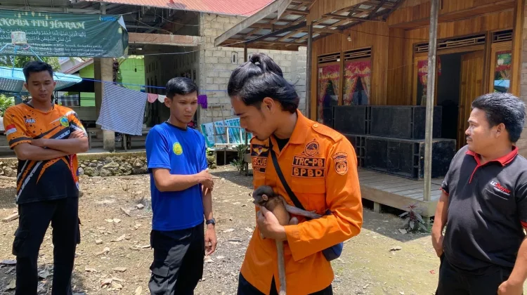 Masuk Permukiman Warga, Seekor Anak Bekantan di Balangan Dievakuasi