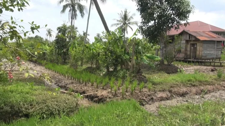 Kemarau Datang Lebih Awal, Petani Sungai Gampa Optimis Hasil Padi Tetap Baik