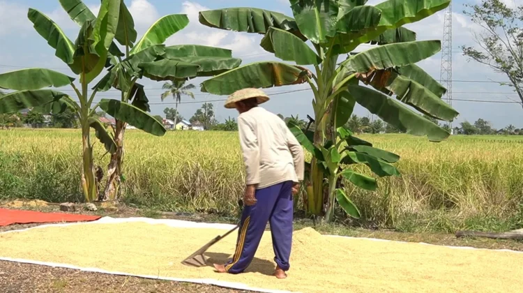 Stok Menipis, Harga Benih Padi di Sungai Gampa Tembus Rp125 Ribu