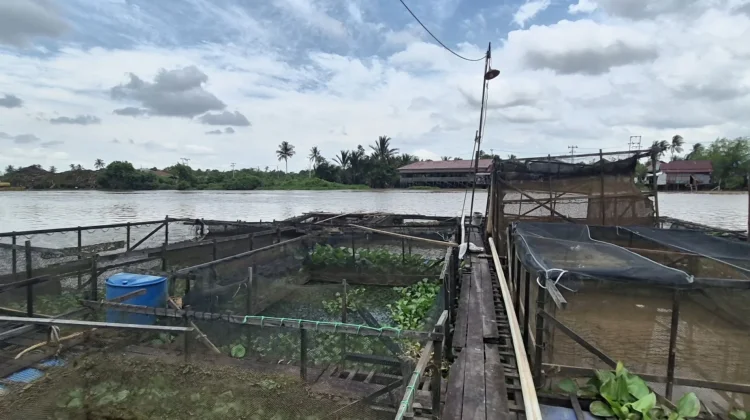 Antisipasi Kerusakan, Pembudi Daya Ikan Diminta Waspadai Pampangan