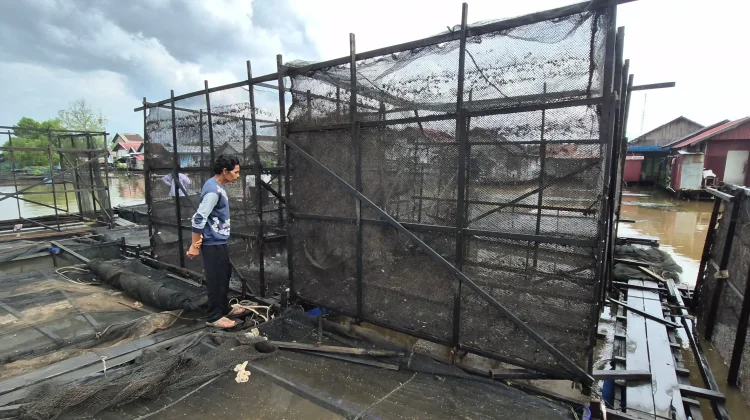 Hadapi Kemarau, Pembudi Daya Ikan Waspadai Perubahan Kualitas Air Sungai