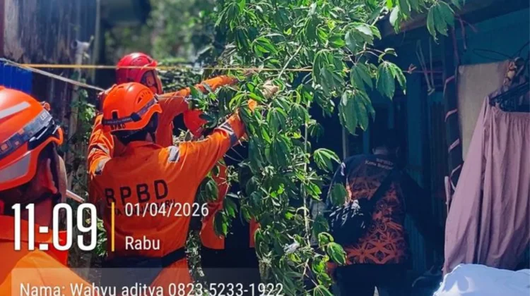Pohon Tumbang di Landasan Ulin Selatan Berhasil Dievakuasi