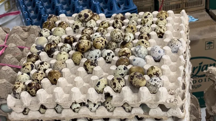 Telur Puyuh Jadi Incaran, Terkini Harga Turun