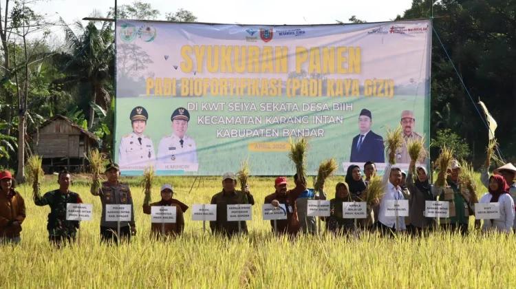 Distan Banjar Hadiri Syukuran Panen Padi Biofortifikasi di Desa Biih.