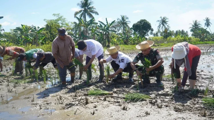 Ancaman El Nino Godzilla Lahan Pertanian Banjarmasin, Siapkah Pemko?