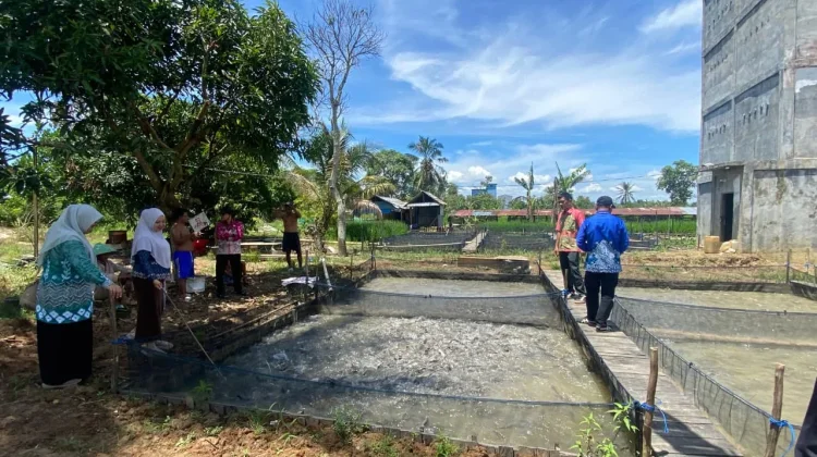 Budidaya Ikan Lele BUMDes Makmur Jaya