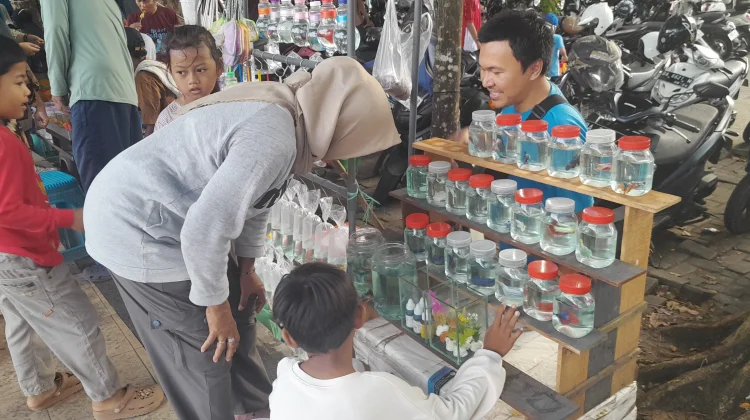 Ikan Cupang Dengan Beraneka Ragam Warna