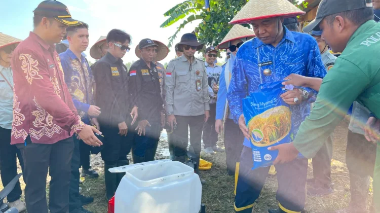 UPT Kementan Sukses Tanam Serempak 50 Ribu Hektar
