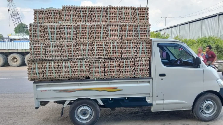 Stok Melimpah, Harga Telur Ayam Banjarbaru Turun Lagi