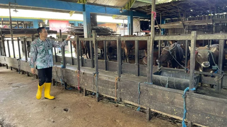 BBM Naik, Hewan Kurban Ikut “Lesu”, Permintaan di Banjarmasin Diprediksi Anjlok!