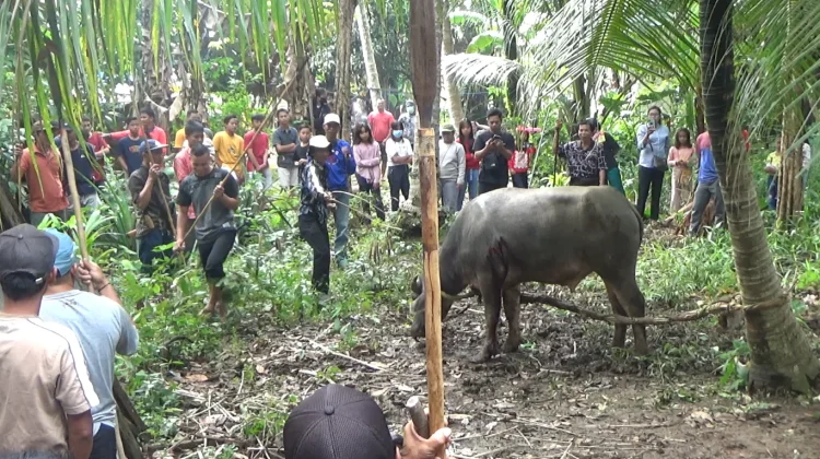 Aruh Mambatur, Tradisi Leluhur Dayak di Balangan Tetap Lestari