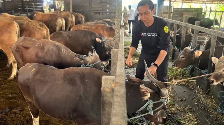 Sapi dari NTT Mulai Masuk Banjarmasin, Harga Kurban Naik jelang Iduladha