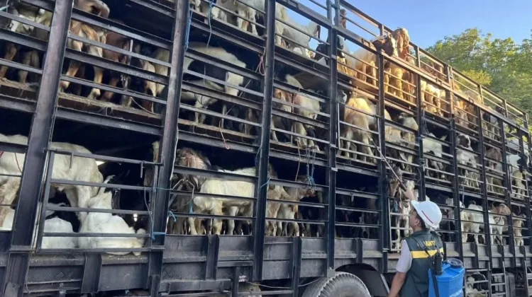 Menjelang Iduladha Karantina Periksa Ketat 6 ribu Sapi yang Masuk Kalsel