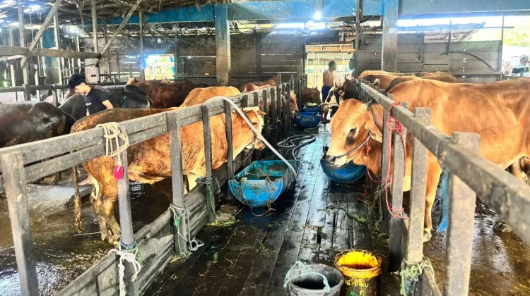 Disbunnak Kalsel Imbau Penjual Hewan Kurban Jaga Kesehatan Ternak