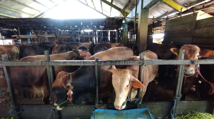 Pemerintah Pastikan Stok Hewan Kurban di Kalsel Aman dan Mencukupi