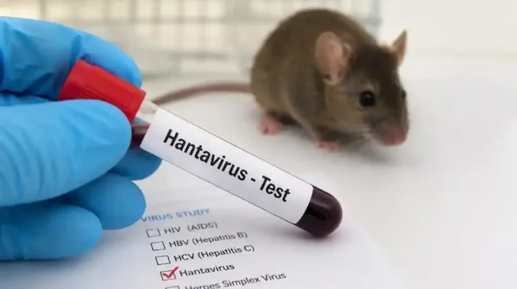 Virus Tikus Mengintai! Dinkes Ingatkan Hantavirus Serang Paru-Paru hingga Ginjal