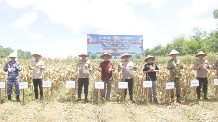 Polda Kalsel Panen 4 Ton Jagung di Tanah Laut