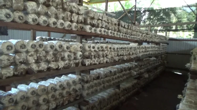 Manfaatkan Limbah Jerami dan Oli Bekas, Petani Sukses Budidayakan Jamur Tiram