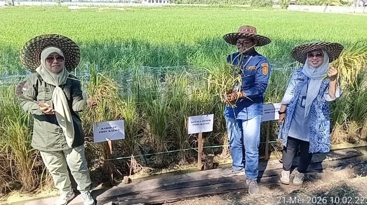 DPKP Kalsel Panen Perdana Padi Apung di Sungai Tabuk
