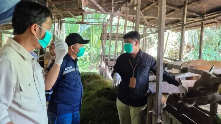 Jelang Iduladha, DKP3 Balangan Periksa Hewan Kurban di Juai