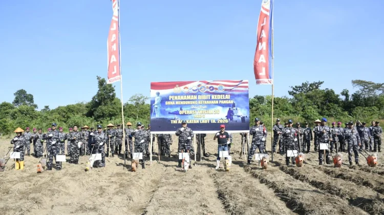 Perkuat Ketahanan Pangan Operasi Trisila 26 TNI AL Tanam Kedelai di Banjarbaru