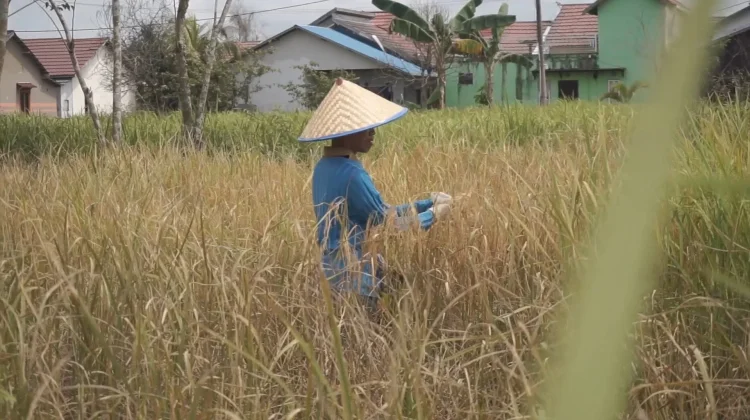 Ancam Hasil Panen, Penyakit Padi Menguning Serang Sawah di Banjarmasin