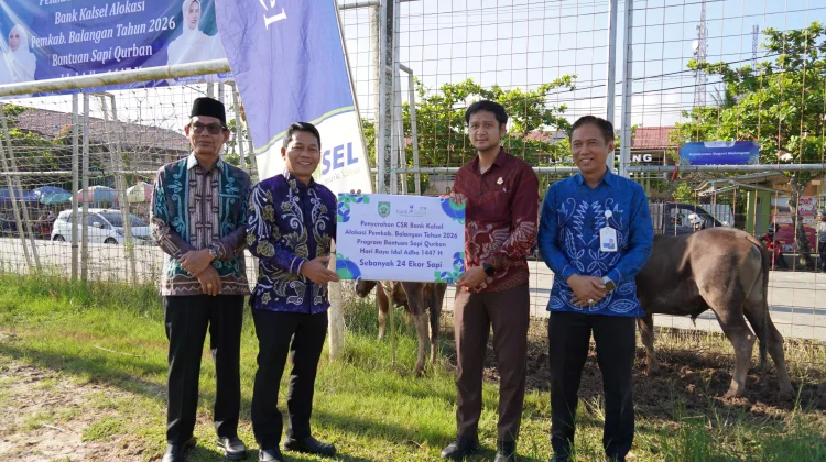 Menjelang Iduladha, Pemkab Balangan Salurkan Puluhan Sapi Kurban CSR Bank Kalsel