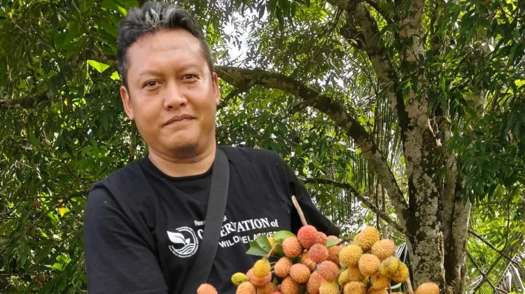 Buah Lokal Kalsel Kian Tak Dikenal