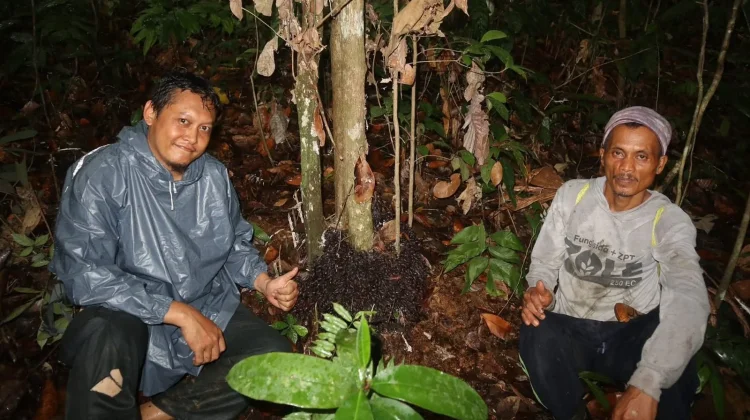 Yayasan Tunas Meratus Gencarkan Pelestarian Buah Lokal