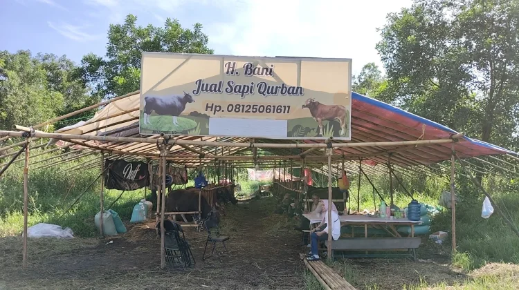 Penjualan Sapi Kurban di Barito Kuala Meningkat menjelang Iduladha 1447 H