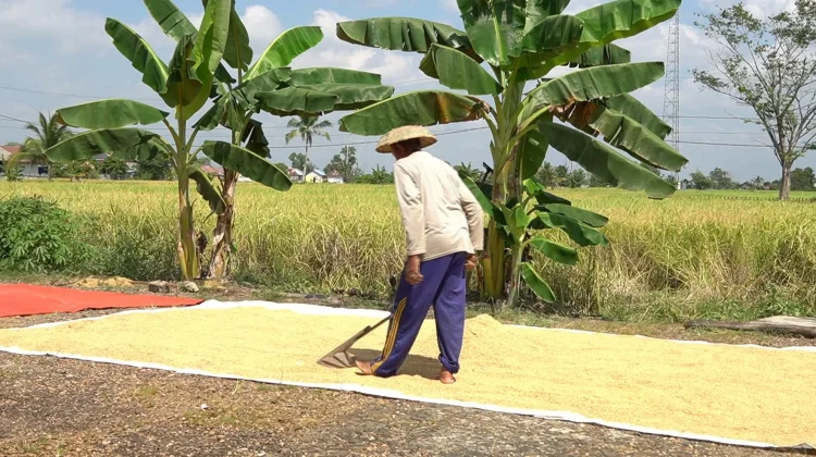 Benih Padi Langka dan Mahal, Petani Keluhkan Biaya Produksi