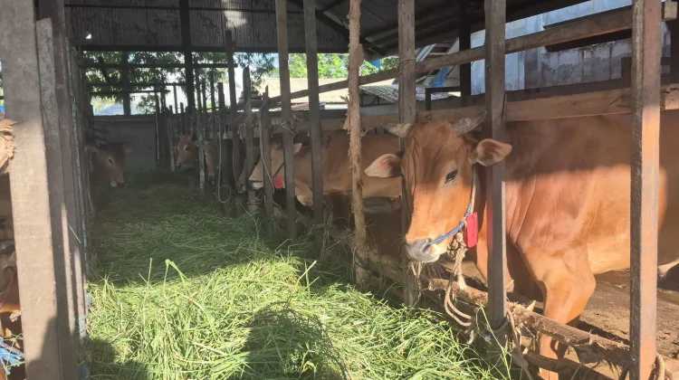 Sambut Iduladha, RPH Banjarmasin Buka Layanan Potong Hewan Kurban