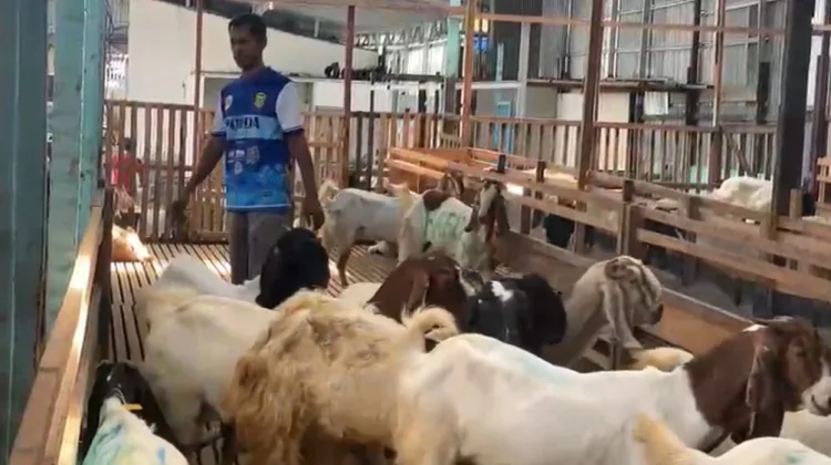 Harga Sapi Naik, Pedagang Kambing Kebanjiran Pembeli