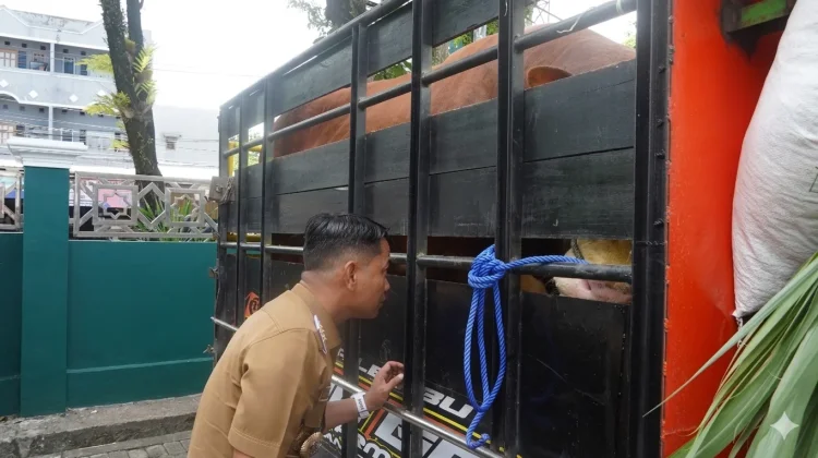 Sapi Simental Hampir 1 Ton Milik Presiden Diserahkan, Wali Kota Ingatkan Panitia: