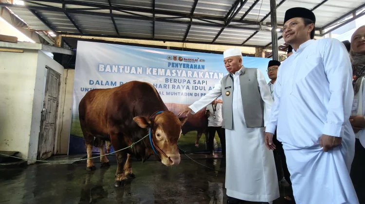 Gubernur Kalsel Serahkan Sapi Kurban Presiden ke Masjid Raya Sabilal Muhtadin