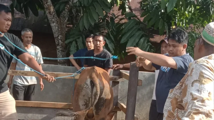 Ibadah Kurban Desa Biih Banjar, Warga Sembelih 11 Sapi secara Gotong Royong