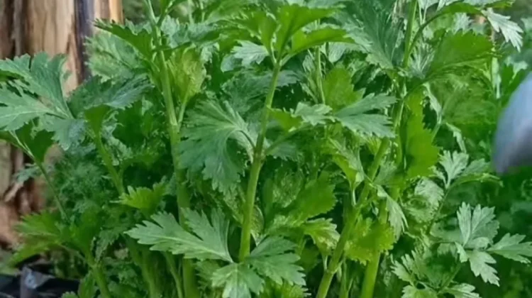 Harga Seledri di Pasar Antasari Banjarmasin Melonjak Tajam