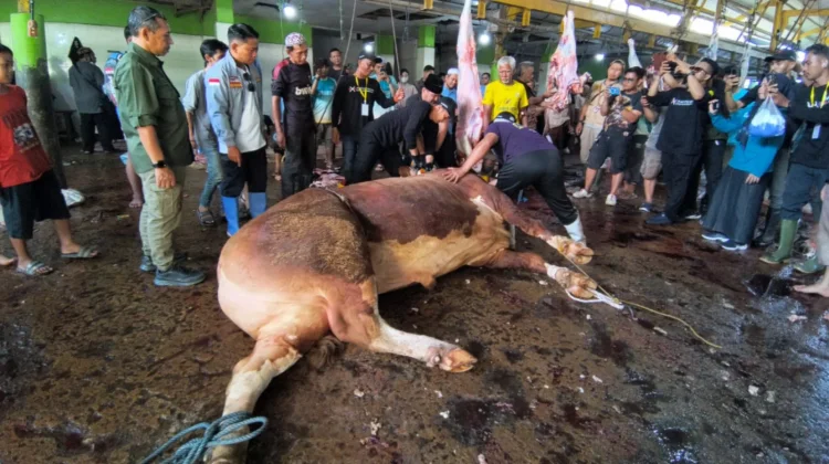 Tinjau Pemotongan Sapi Presiden di RPH Basirih, Wali Kota Pastikan Kembali Warga
